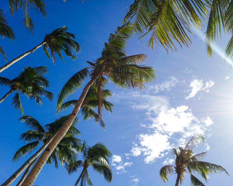 Sonne, blauer Himmel und Palmen gesäumte Strände machen die Kiteferien unvergesslich.